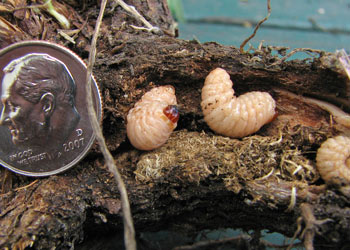 3 Cyphocleonus achates larva with dime for size comparison